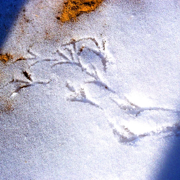 Tierspuren03